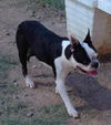 Bandit now; Louie B Boston