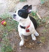 Stella