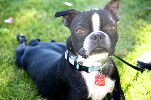 Bugsy