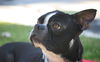 Bugsy