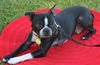 Bugsy
