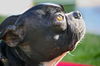 Bugsy