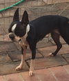 Mollie