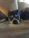 Buddy