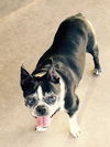 Molly