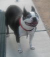 Susie