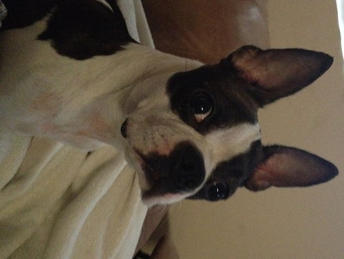 Stella