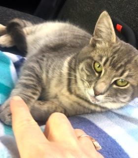 FREMONT - Domestic Short Hair available for adoption