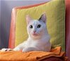 adoptable Cat in palo alto, CA named Shiloh