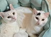 Shiloh - Photo 2