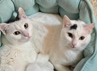 SHILOH - Domestic Short Hair available for adoption