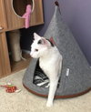 Shiloh - Photo 3
