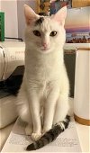 adoptable Cat in palo alto, CA named Sugar