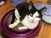 adoptable Cat in palo alto, CA named Pixi