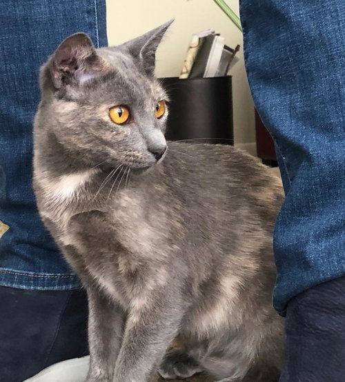 GRETA - Tortoiseshell available for adoption