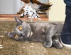 Greta - Photo 3