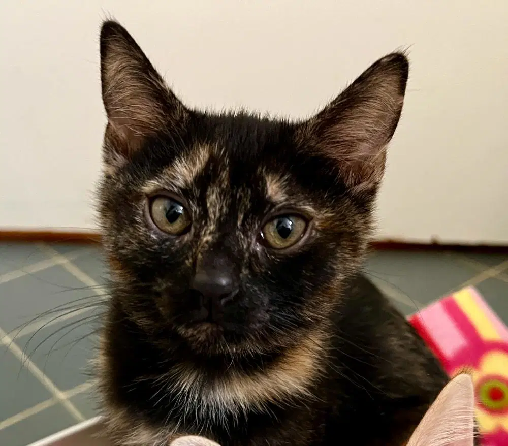 Devi - Tortoiseshell