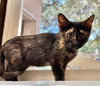 Devi - Photo 4