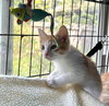 Dora - Photo 2
