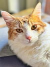 adoptable Cat in  named Princess Dasha