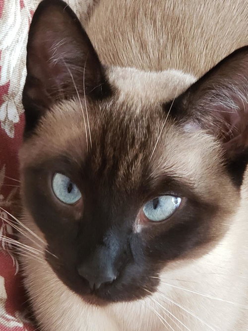 Jelly Bean, an adoptable Siamese in Palo Alto, CA
