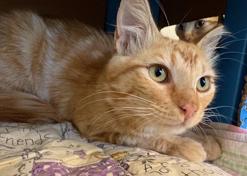Gemini - Gem - Domestic Medium Hair