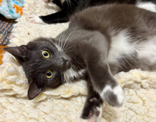 picture of the cat needing adoption