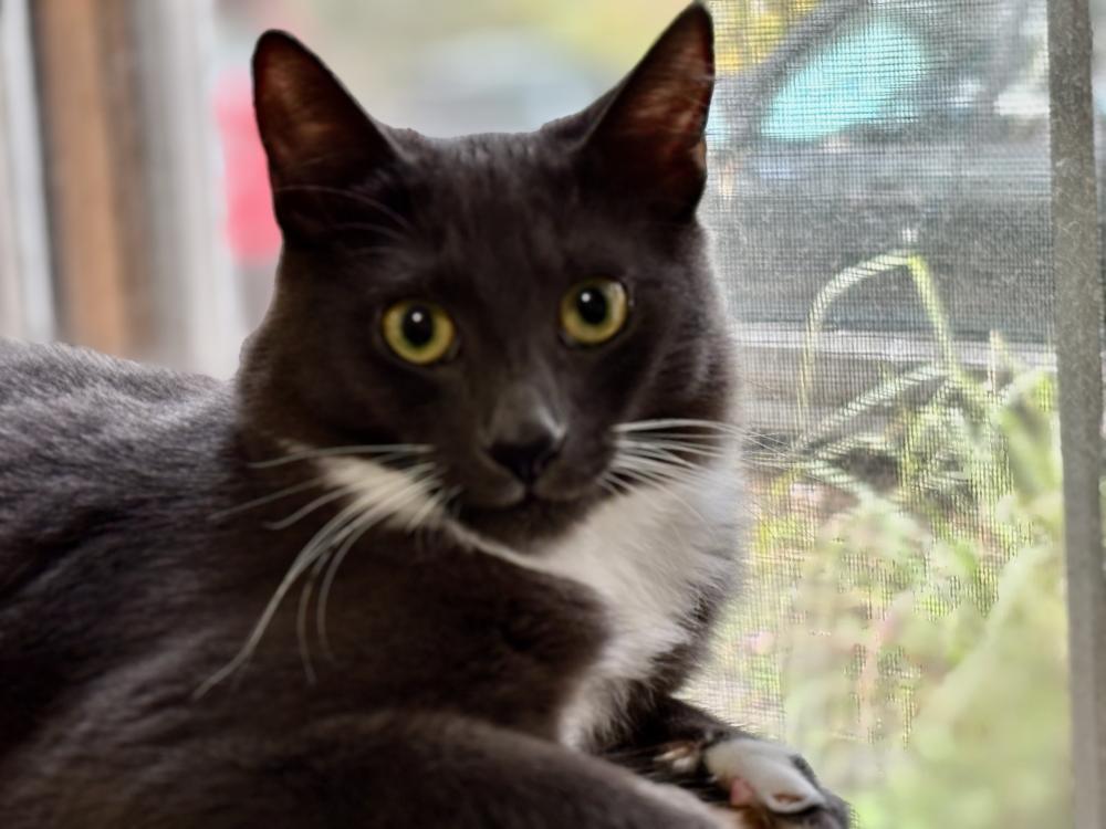 Milo, photo 3