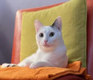 Shiloh - Domestic Short Hair
