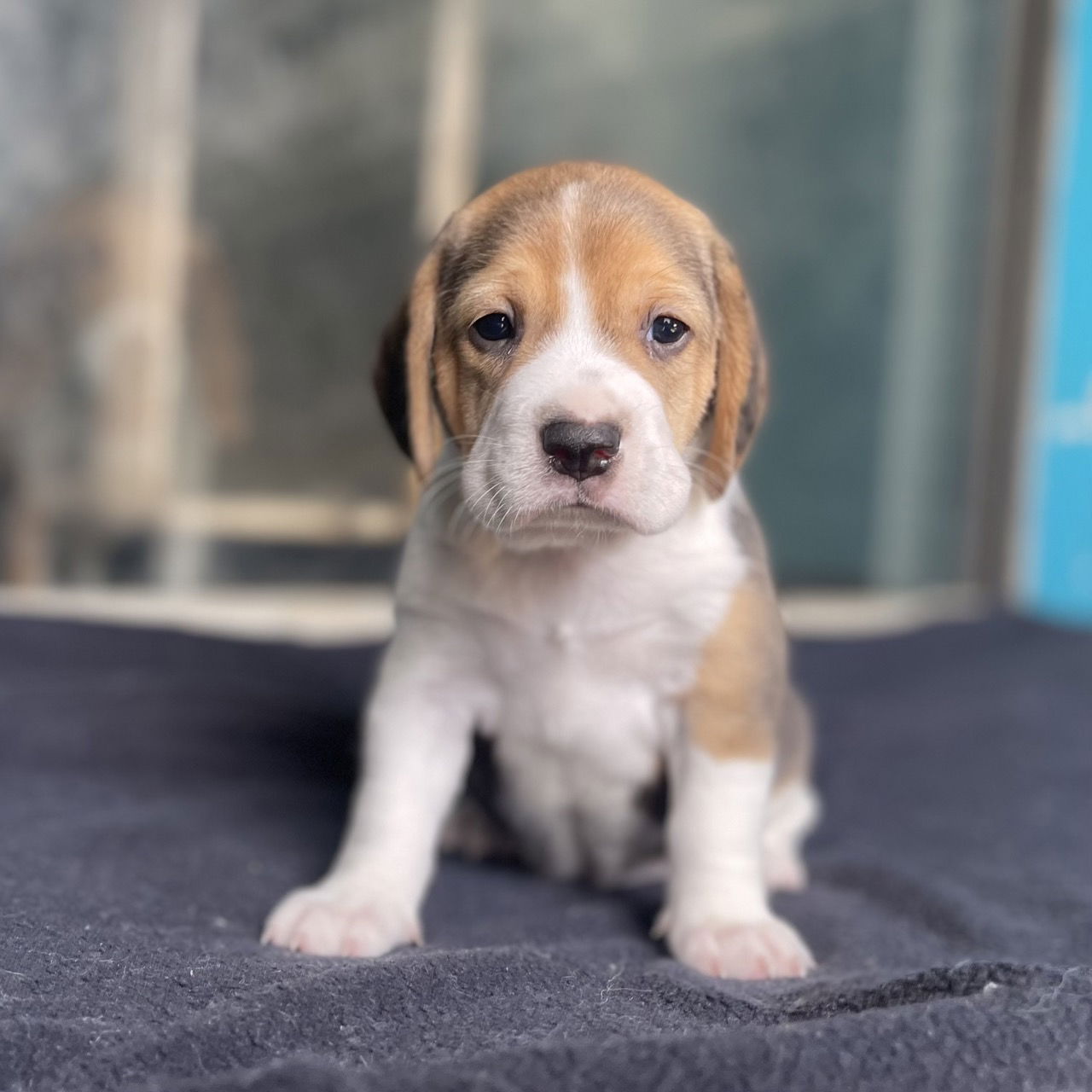 Dog for Adoption - Florida, a Beagle in Hudson Oaks, TX | Alpha Paw