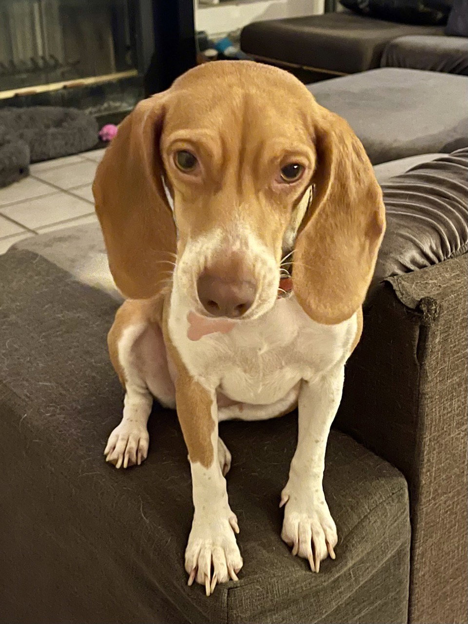 Dog for Adoption Rory, a Beagle in Godley, TX Alpha Paw