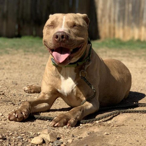 Dog for Adoption - Rock-a-Roni, a Pit Bull Terrier in Hudson Bend, TX ...