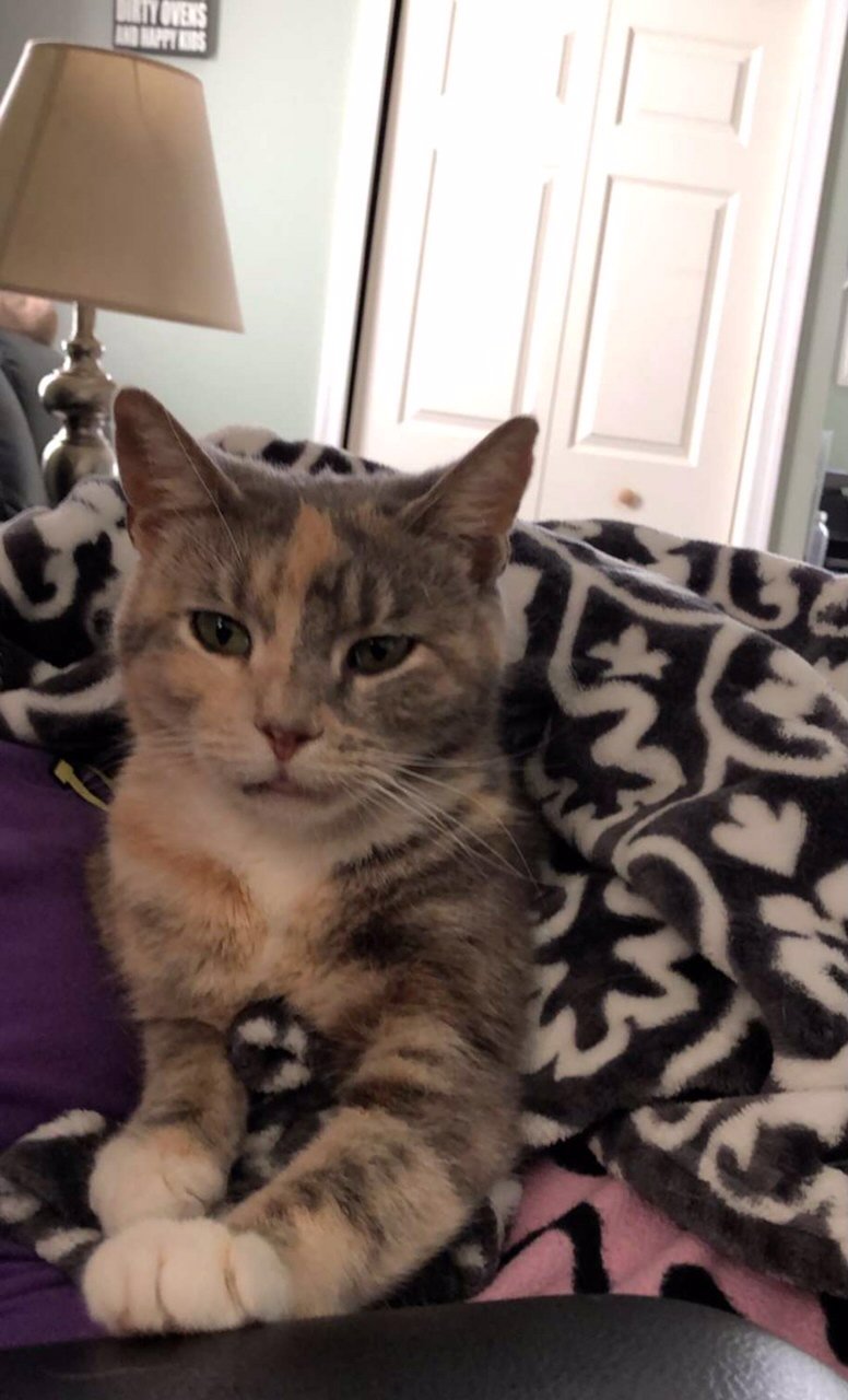adoptable Cat in Philadelphia, PA named Gwen