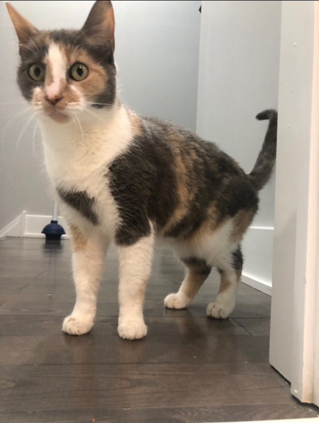 adoptable Cat in Philadelphia, PA named Kitty