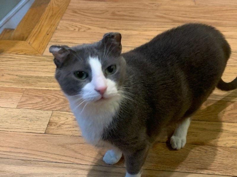 adoptable Cat in Philadelphia, PA named Migari