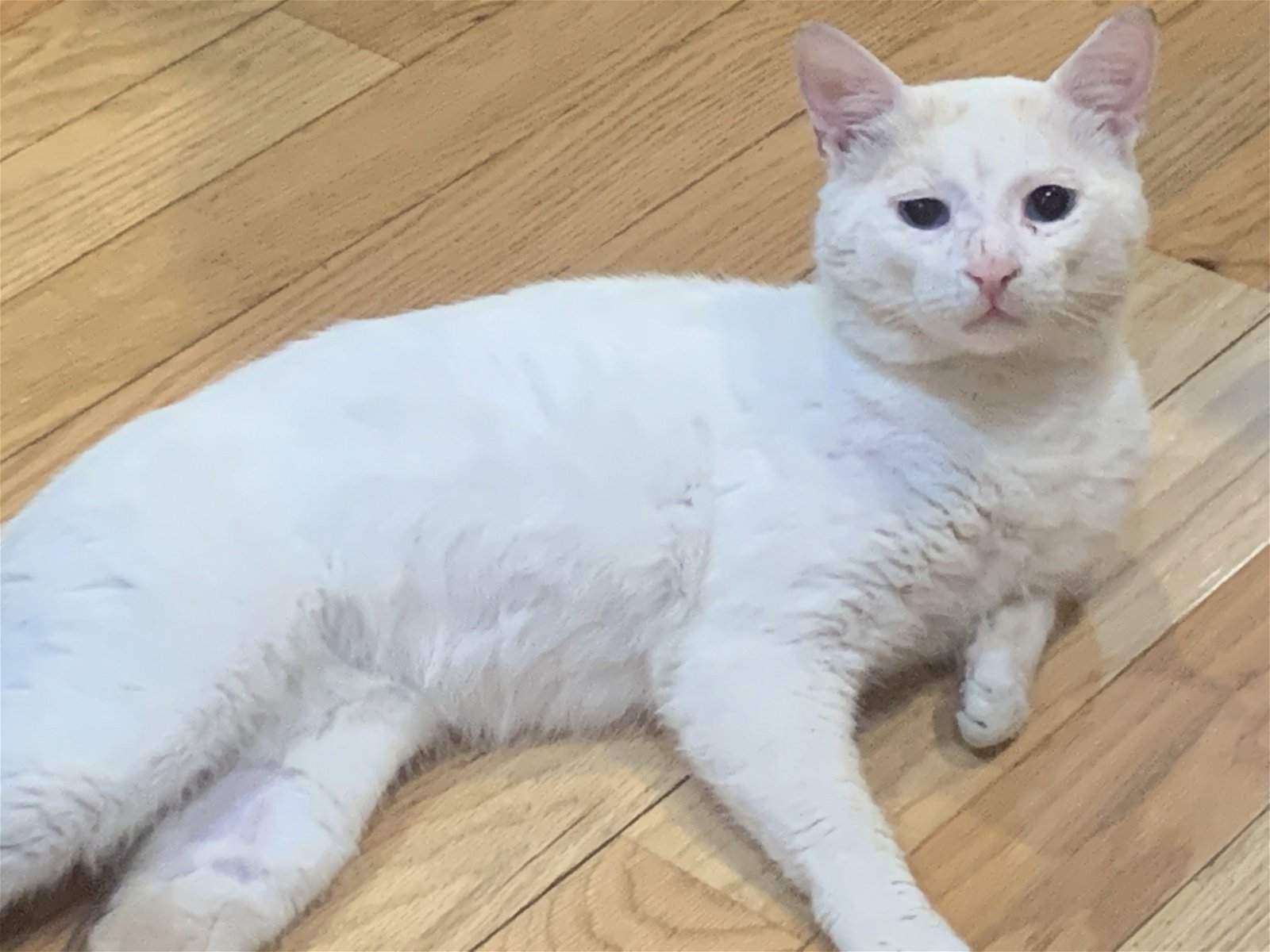 adoptable Cat in Philadelphia, PA named Mr White