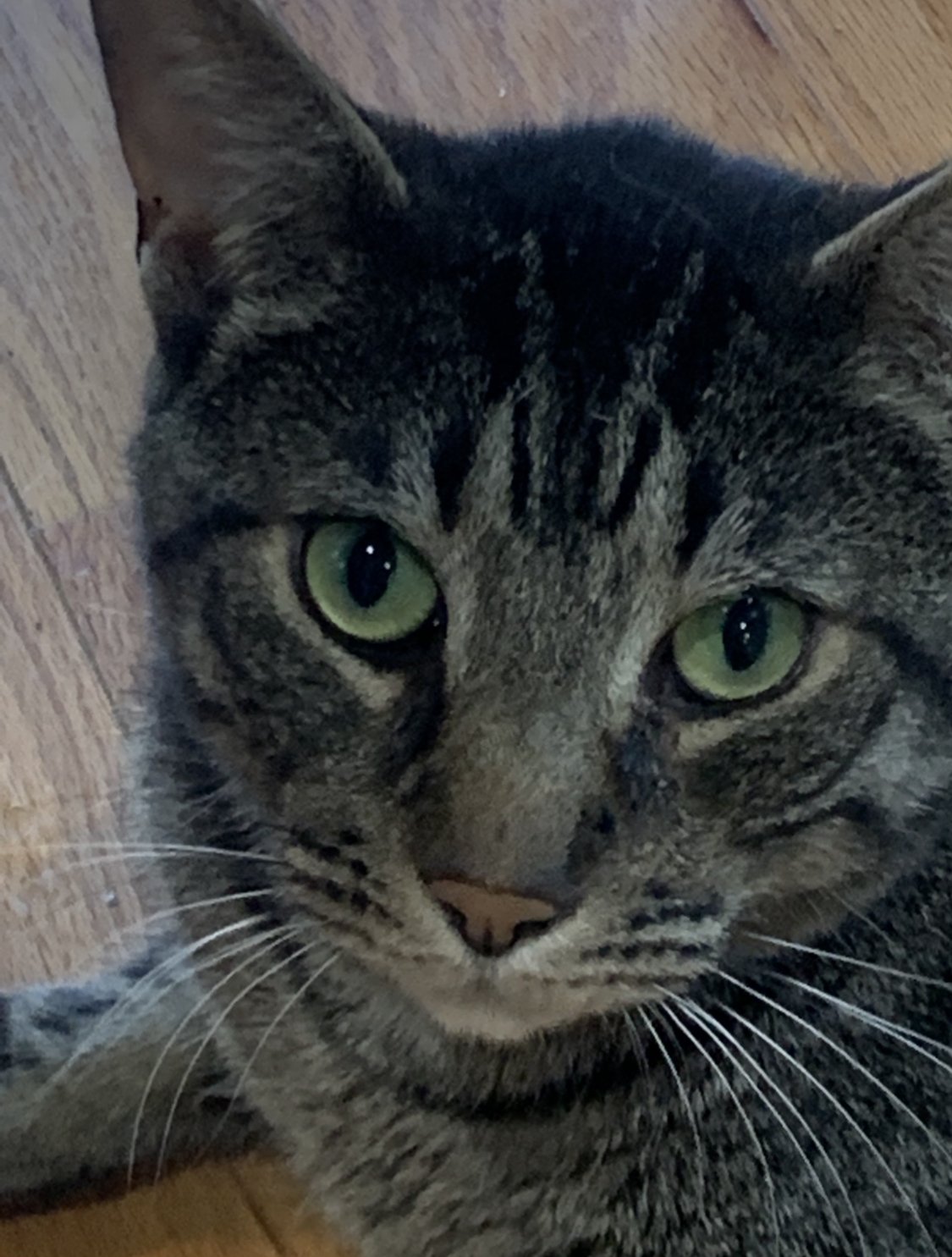 adoptable Cat in Philadelphia, PA named Bruiser