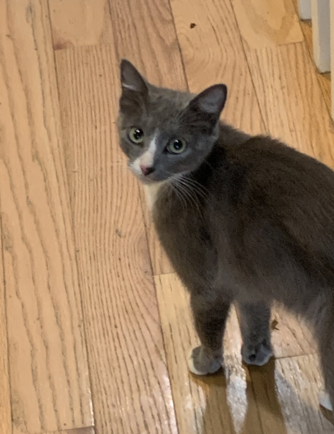 adoptable Cat in Philadelphia, PA named Caroline