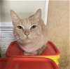 adoptable Cat in philadelphia, PA named Samira