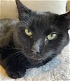 adoptable Cat in phila, PA named April Fool