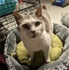 adoptable Cat in , PA named Gracie