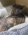 adoptable Cat in philadelphia, PA named Raindrop