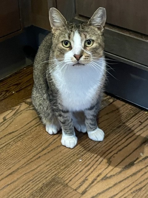 adoptable Cat in Philadelphia, PA named Rugby