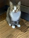adoptable Cat in phila, PA named Rugby