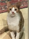 adoptable Cat in adel, IA named Fruitloop