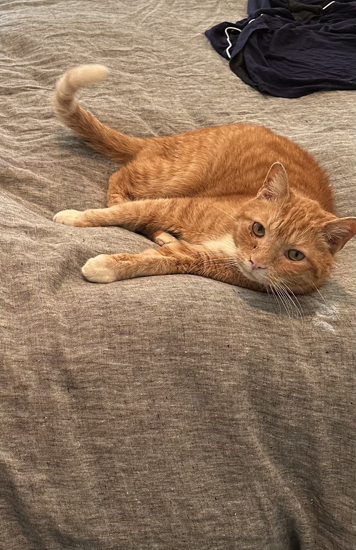 adoptable Cat in Philadelphia, PA named Stewart