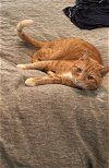 adoptable Cat in phila, PA named Stewart