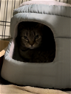adoptable Cat in philadelphia, PA named Fanny