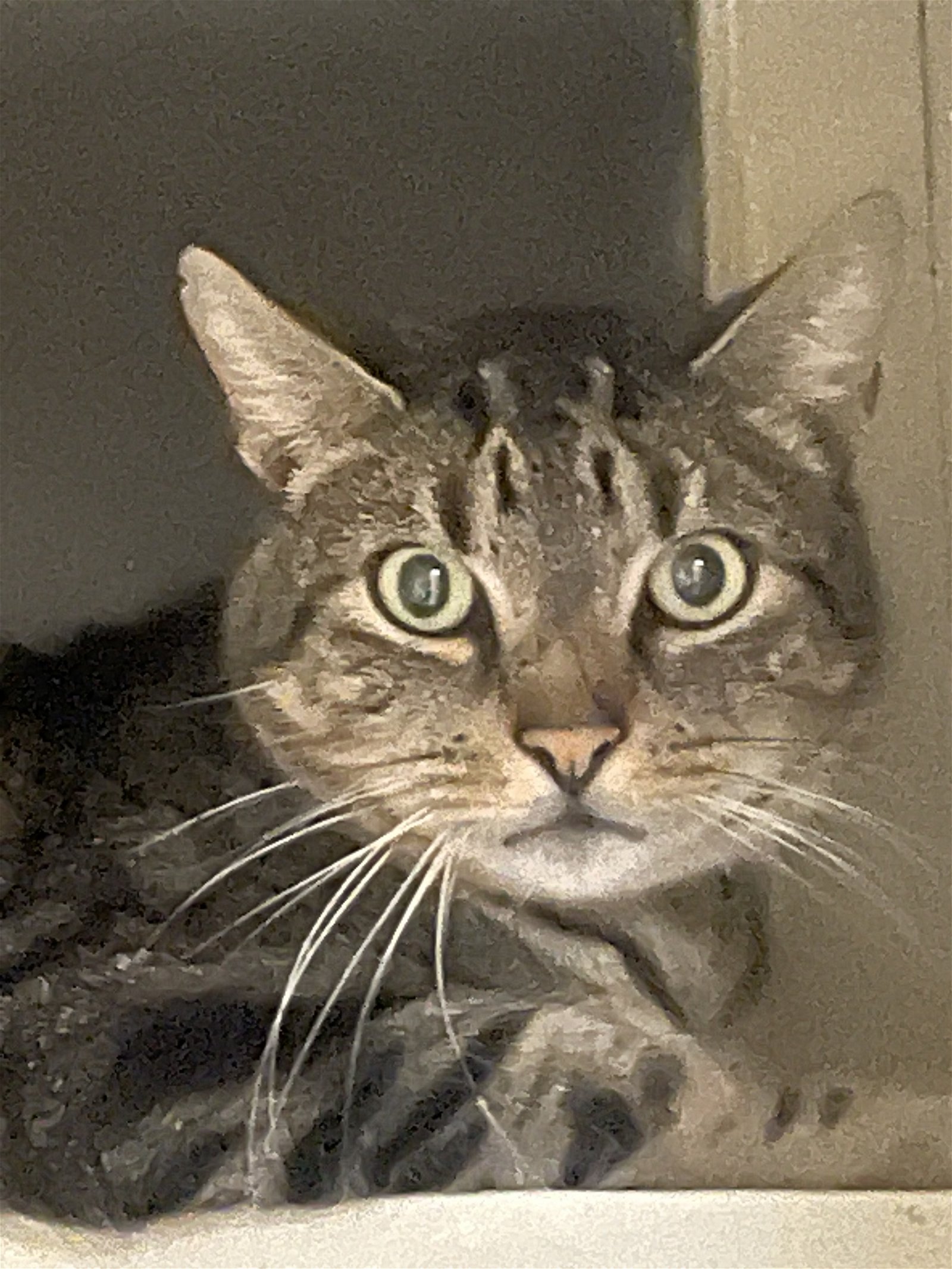 adoptable Cat in Philadelphia, PA named Augustine