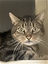 adoptable Cat in adel, IA named Augustine